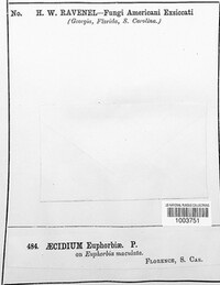 Aecidium euphorbiae image